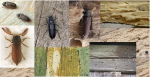 Wykonujemy remonty budynków